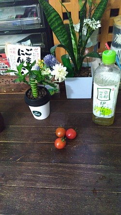 発達障がい者・プチトマト収穫・a.k.aだぁ君・氷の世界