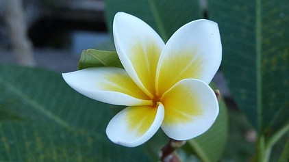 【古河生井一家・福田剛・a.k.aだぁ君・Facebook・塩澤剛・GouSalt】