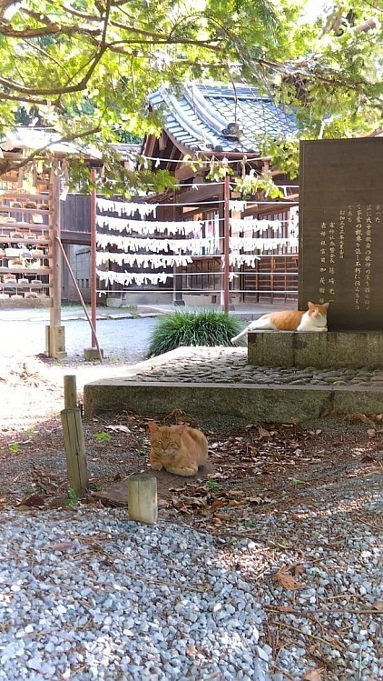 古河生井一家・福田剛・発達障がい者・a.k.aだぁ君・古河市・御雀神社