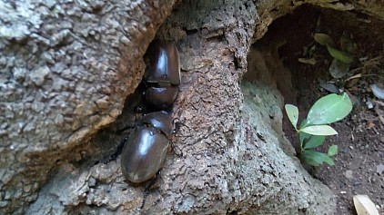 古河生井一家・氷の世界・発達障がい者・伝わらなかったSOS・茨城古河・福田剛・a.k.aだぁ君・ウォーキングコースの風景