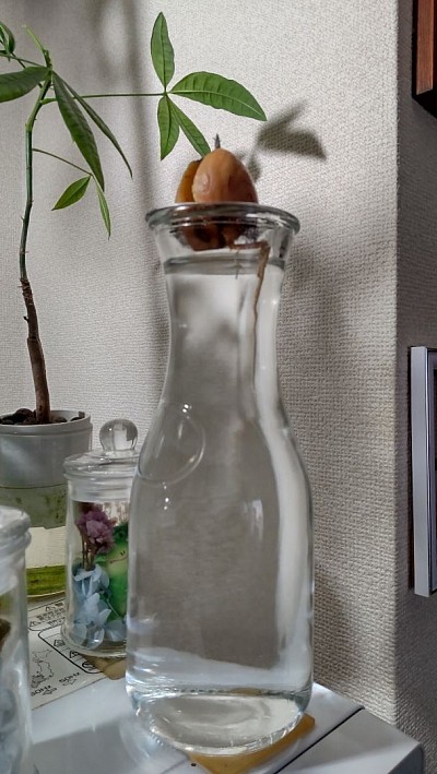 【a.k.aだぁ君・アボカドの発芽】