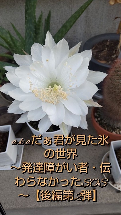 古河生井一家・a.k.aだぁ君・氷の世界・発達障がい者・伝わらなかったSOS