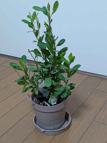 古河生井一家・板倉町・発達障がい者・福田剛・a.k.aだぁ君・伝わらなかったSOS・氷の世界・ハナキリン